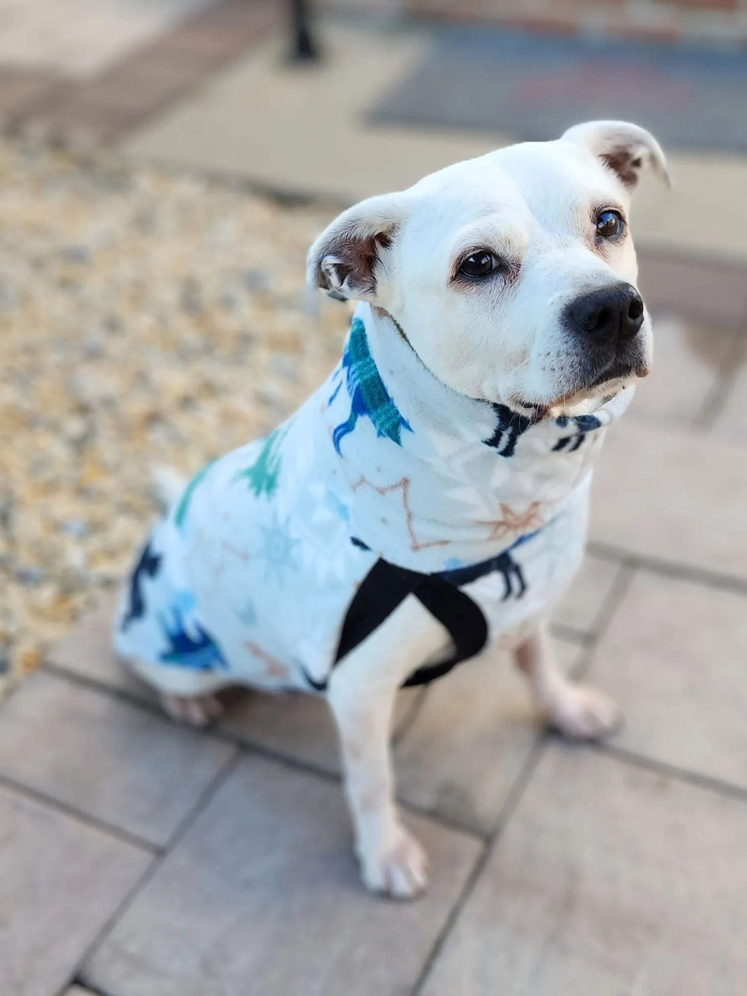 Celestial Wilderness Dog Sweater