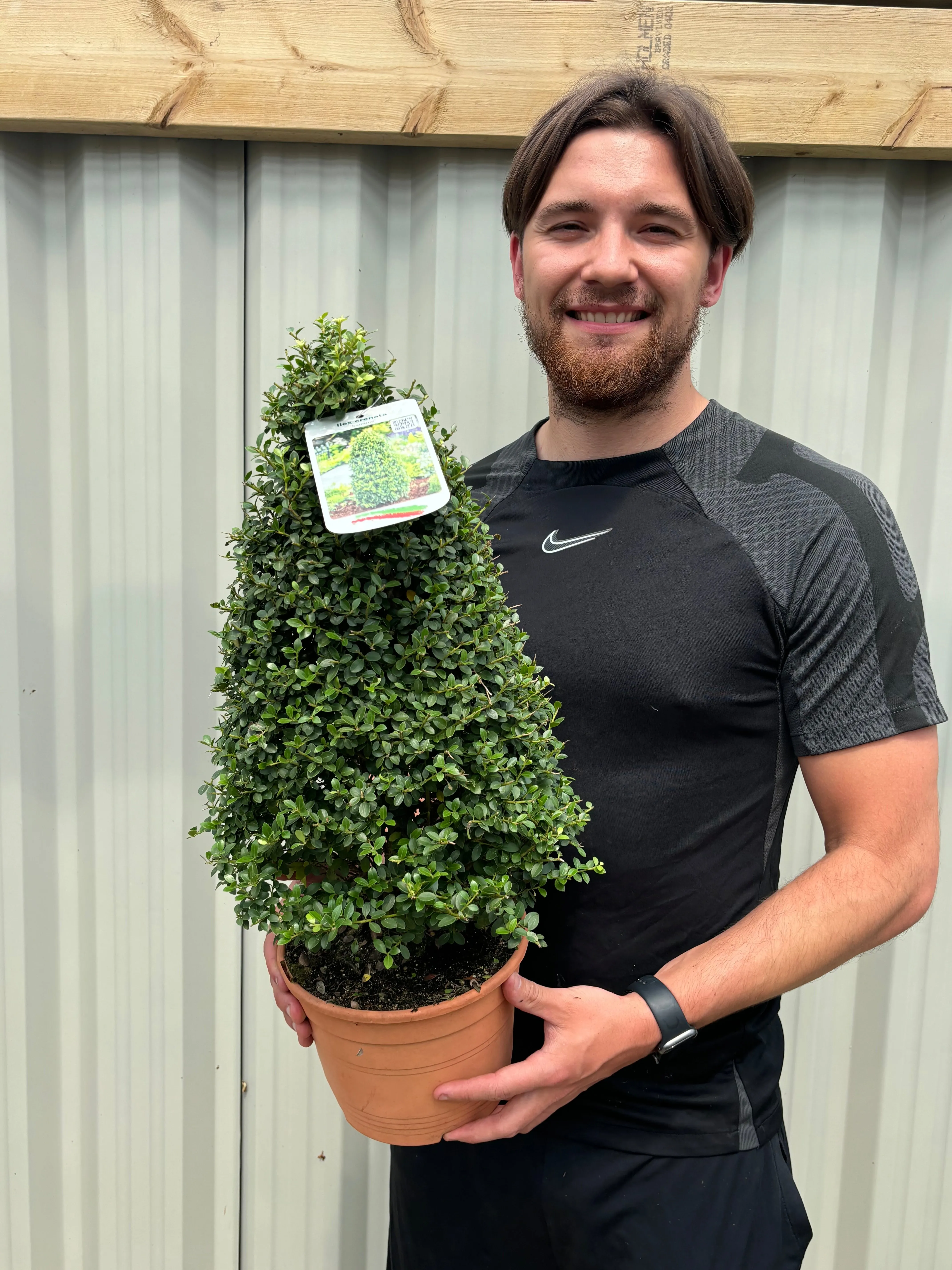 Ilex crenata Cone / Pyramid 3L