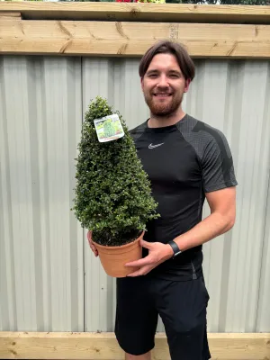 Ilex crenata Cone / Pyramid 3L